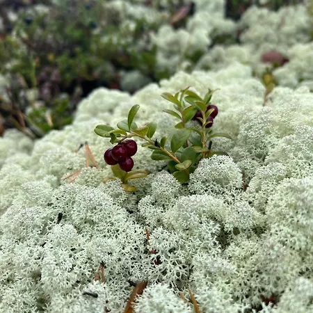 Charming In Jotunheimen Casa de Férias Vaga