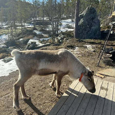 Charming In Jotunheimen