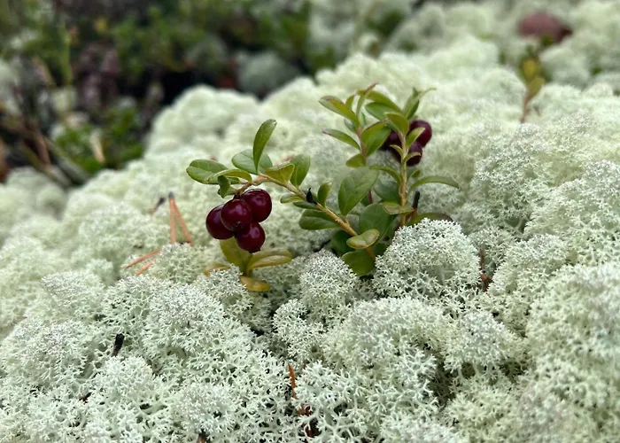 Charming In Jotunheimen 度假居 Vaga