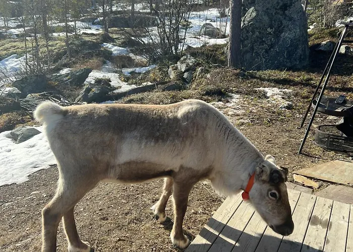 Charming In Jotunheimen